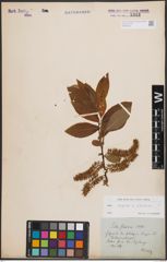 Foto von Salix caprea L. x Salix silesiaca Willd.